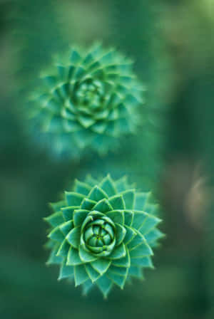 Groenblomagtergrond — iPad Pro Muurpapier