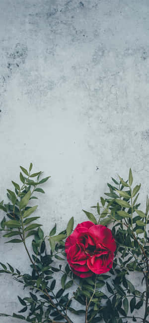 Rooi Blom Agtergrond — Xiaomi 17T Pro Muurpapier