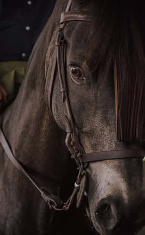 Cool Perd — RedMagic Table Muurpapier