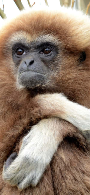 iPhone XS Max Gibbon Agtergrond — iPhone 11 Muurpapier