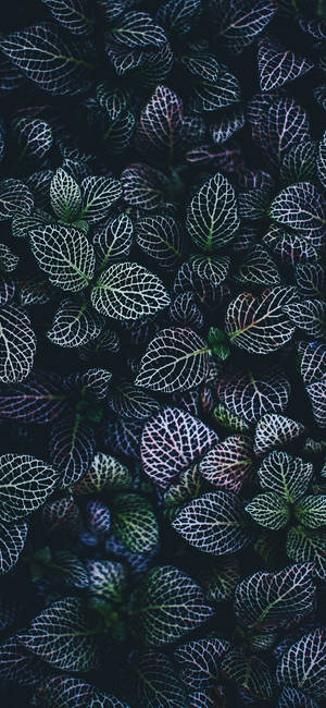 Plant Iphone — Blomme iPhone Muurpapier