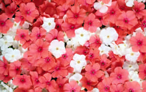 Pienk Blomme-agtergrond