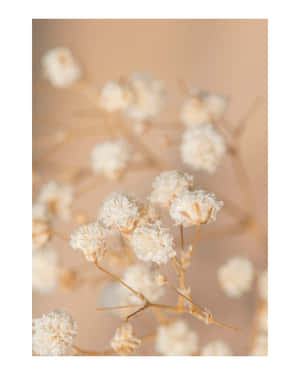Estetiese Beige prente — Blom esteties Muurpapier