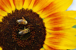 Groot Sonneblom met bye in die middel vir bestuiwing, somerweer.