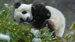Panda-agtergrond — Panda Muurpapier