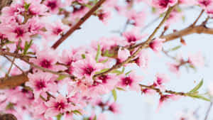 1366x768 Blomme-agtergrond — Kersiebloeisel Muurpapier