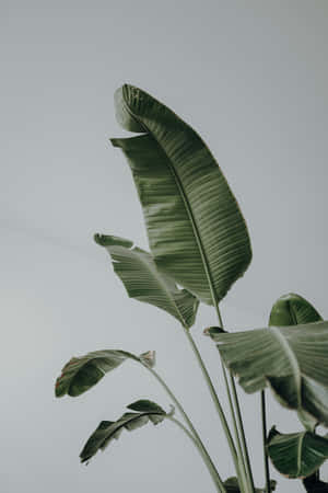 Plant Agtergrond — Xiaomi Pad 7 Ultra Muurpapier