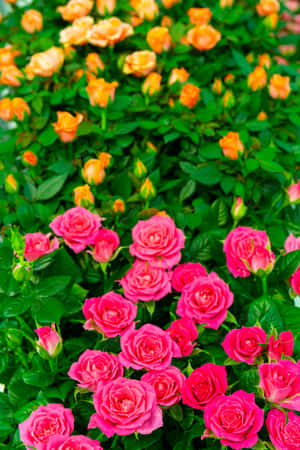 Pragtige blomfoto's — Pragtige Blom Muurpapier