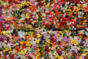 Pragtige blomfoto's — Pragtige Blom Muurpapier