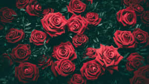Pragtige blomfoto's — Pragtige Blom Muurpapier