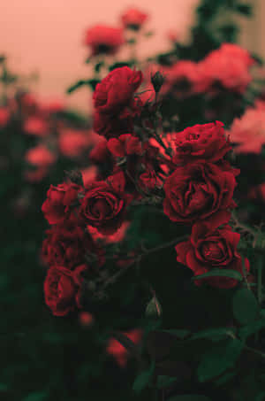 Rose prente — Roos Muurpapier