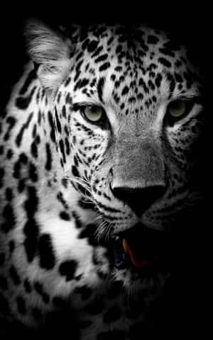 Swart jaguar — Tecno Megapad SE Muurpapier