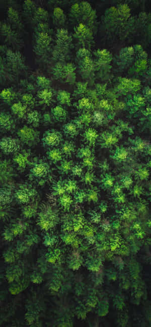 Bome iPhone — Samsung Galaxy S20 Muurpapier