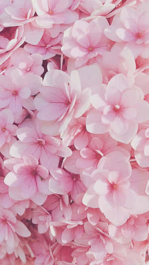 Pienk Blomme