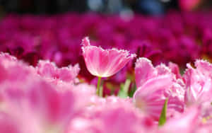 Pienk Blomme-agtergrond