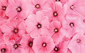 Pienk Blomme-agtergrond