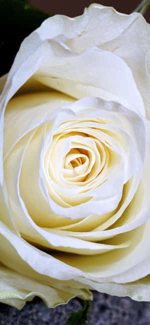 Wit Rose iPhone — iPhone 14 Muurpapier