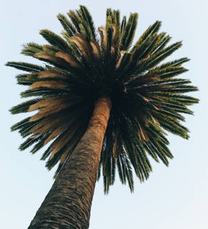 Lo Fi Palm Boom muurpapier — Vivo X Fold Muurpapier