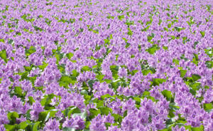 Vol pers blomme met groen blare in helder weer-behangpapier.