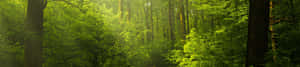 4k Natuur agtergrond — 4K natuur GIF Muurpapier