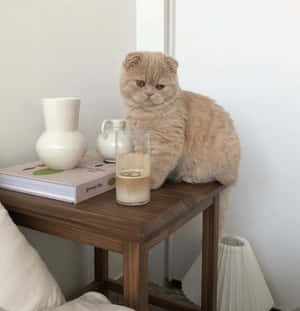 Estetiese Katfoto's — Estetiese kat Muurpapier