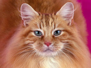 Oranje kat met donsige pels en harige snoet wat na jou kyk. Oulike troeteldiere.