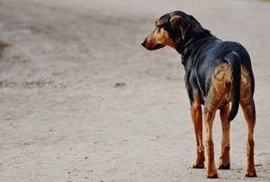 Hartseer swart hond wat wag op 'n ongelykstraat agtergrond
