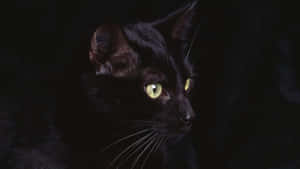 Swart kat prente — Cat Noir Muurpapier