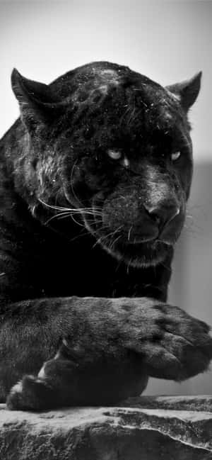 Swart Jaguar — iPhone 13 Muurpapier