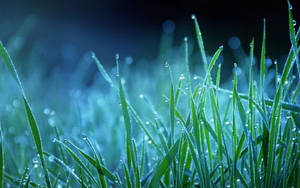 Douerige gras nag makro agtergrond — Dagbreek Muurpapier