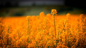 Goue blomme grasveld muurpapier — Pro Display XDR Muurpapier