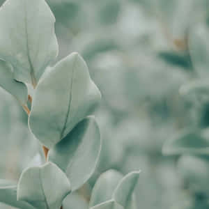 Salie-groen estetiek prente — Salie groen estetiese GIF Muurpapier