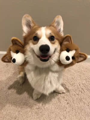 Corgi Snaakse Prente — iPad 9de Generasie Muurpapier