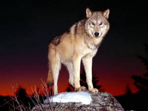 Waaksame wolf wat op 'n rots in die nag staan muurpapier