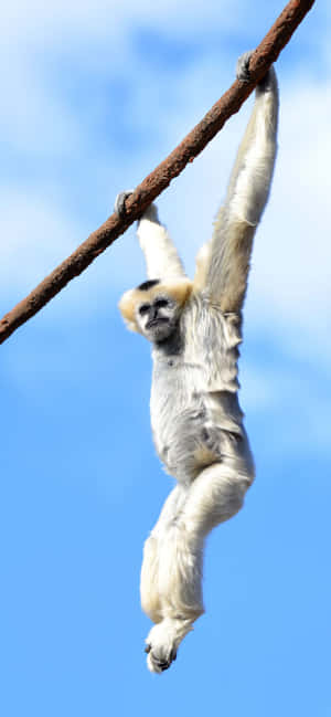 Iphone Xs Max Gibbon-agtergrond — Oppo F33 Pro Muurpapier