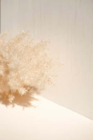 Beige estetiese prente — Blom esteties Muurpapier