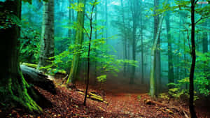 Woud Agtergrond — Mistige bos Muurpapier