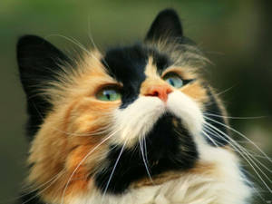 Nabyfoto van Kawaii Kat — Kawaii kat GIF Muurpapier