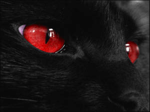 Nabyfoto Van Kawaii Kat Rooi Oë — Cat Noir Muurpapier