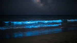 4K-nagsee, blou golwe in die nag, nagsee-agtergrond, Melkwegstrand, gloeiende strand, biolumineserende golwe, Natuur 4K, Natuur, Strand, See-agtergrond, See