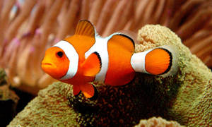 Nemo koel vis op koraalrif agtergrond