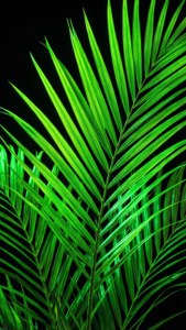 Neongroen palmblare verlig op swart agtergrond.