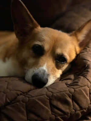 Corgi snaakse prente — iPad Pro 13 Muurpapier