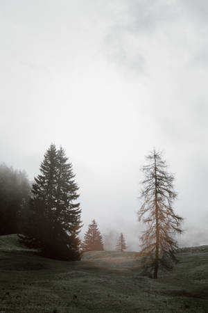 Newelagtige Bos Dowwerig — Dowwe Muurpapier