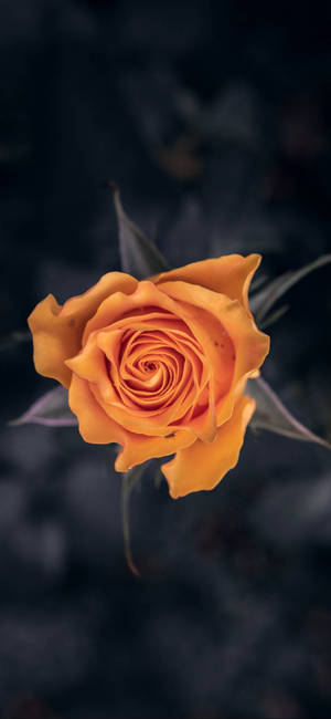 Note 10 Plus Oranje Roos-agtergrond — iPhone 15 Pro Muurpapier