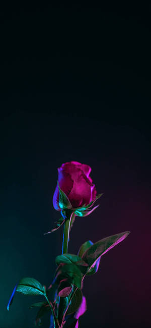 Note 10 Plus Rooi Roos-agtergrond — iPhone 14 Pro Max Muurpapier