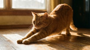 N rooi gestreepte kat wat in warm oggendlig op n houtvloer strek. — Kat Muurpapier