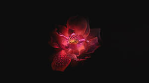 Oled Pienk Blom-agtergrond — OLED Muurpapier