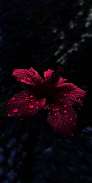 Oled Reëndruppels op Hibiskus-agtergrond — OLED Muurpapier