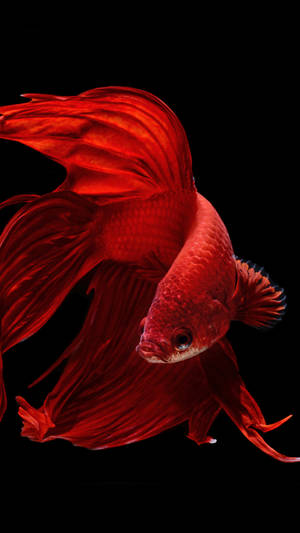 Oled Vaartbelynde Goudvis-muurpapier — OLED Muurpapier